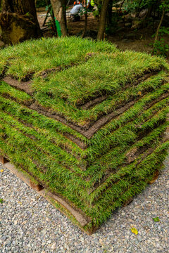 Stacked rolls of fresh green turf sod on wooden pallet ready for lawn installation