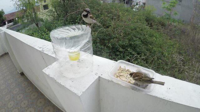 Small house sparrows visiting a concrete balcony ledge to feed on grains and drink freshwater