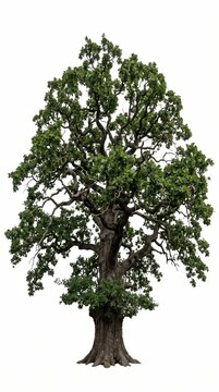 Isolated Bur Oak Tree Cutout PNG on Transparent Background