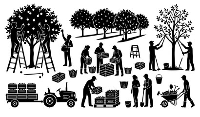Fruit Orchard Harvest Silhouette Vector Set with Farmers Picking Apples Pruning Trees and Driving Farm Tractor for Agriculture Graphic Designs © Hosneara