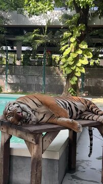 wooden benches in the park"Bengal tiger sleeping and relaxing on a wooden bench platform near a swimming pool in a zoo enclosure on a sunny day"