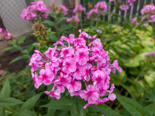 Obraz premium Pink phlox flowers blooming in beautiful summer garden