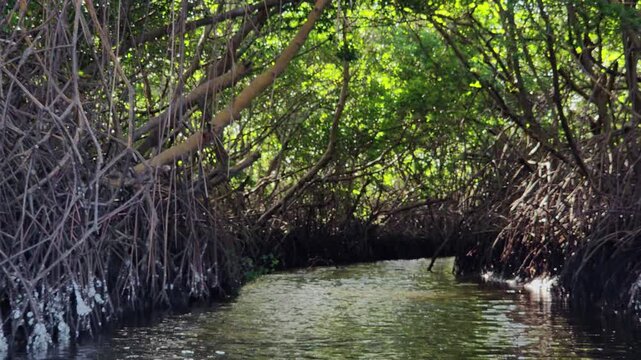 Dense tropical mangrove canopy forming a natural green tunnel over a narrow coastal waterway.