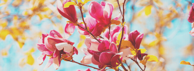 Blooming magnolia tree in the botanical garden © vvvita
