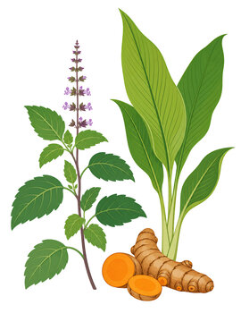 Indian Ayurvedic herbs vector illustration with Holy Basil and Turmeric root