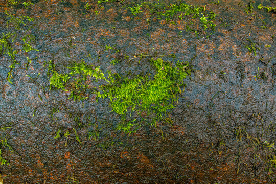 Abstract rusty metal surface texture with green moss patches, aged industrial material and weathered background concept