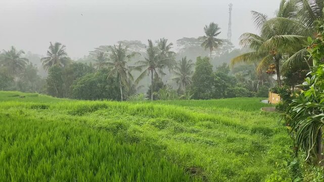 Wide view of lush green rice paddy and dense tropical forest with palm trees and communication towers in misty Bali, Indonesia, during daytime.