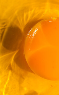 Egg yolk texture macro closeup