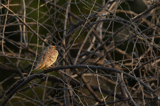 Grey francolin perched on acacia tree at Jasra, Bahrain