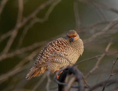 Grey francolin perched on acacia tree at Jasra, Bahrain