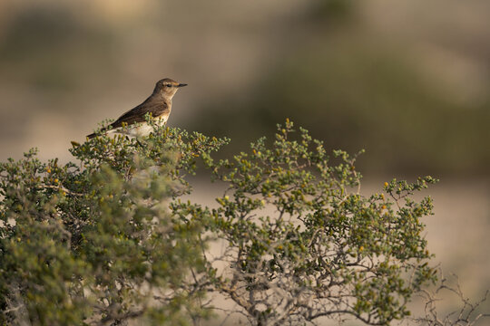 Pied wheatear perched on desert plant at Saar, Bahrain