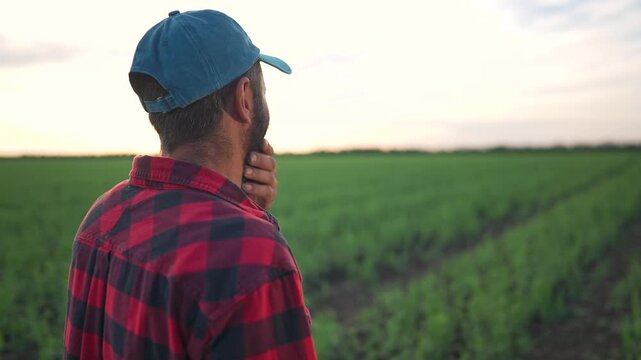 Farmer man touches beard staring at green crop field. Agriculture landscape shows farmer standing for crop inspection. Man checks nature growth on farmland. Rural field inspection for agriculture.