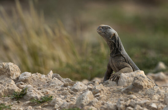 Portrait of a Spiny-tailed lizard at Saar, Bahrain