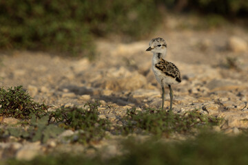 Kentish Plover little chick at saar, Bahrain © Dr Ajay Kumar Singh