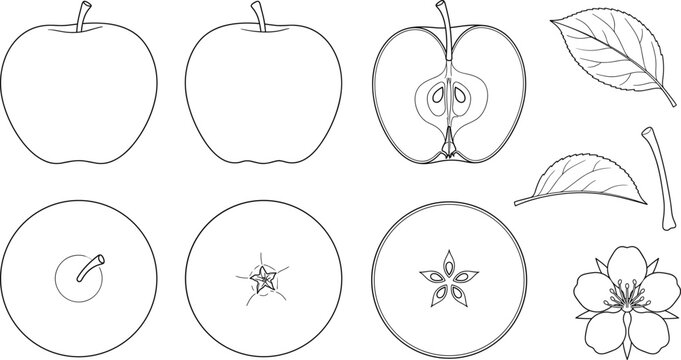 Apple Fruit Anatomy Outline Vector Set with Whole Fruit Cross Section Leaf Blossom and Botanical Elements