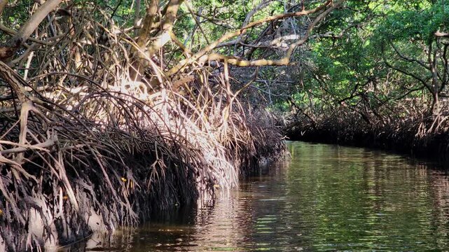 Golden sunlight filtering through dense mangrove roots over a narrow river canal in Cear&aacute;