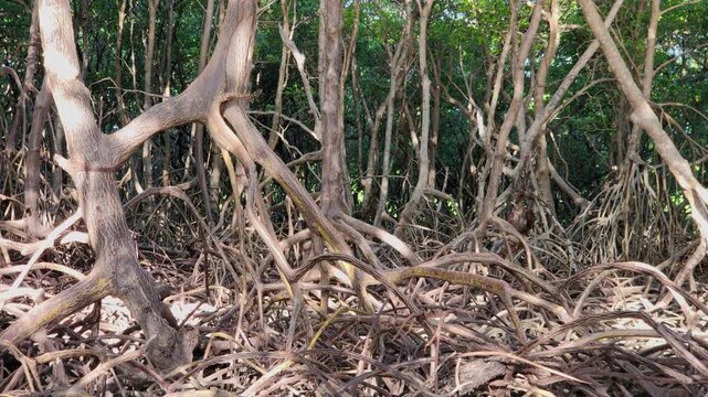 Intricate Tangled Roots Inside the Mangrove Forest of Mundau. Cear&aacute;, Brazil
