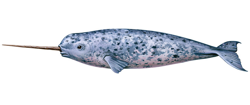 Single blue spotted fish on transparent background