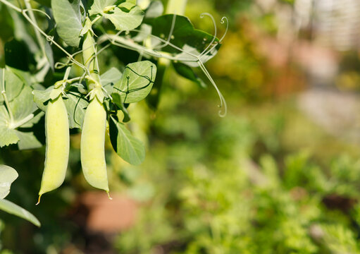 Fresh organic sugar snap pea pods growing on vine in sunny garden. Sustainable backyard farming trend emphasizes hyperlocal clean food production zero food miles plant based diet and green wellness ae