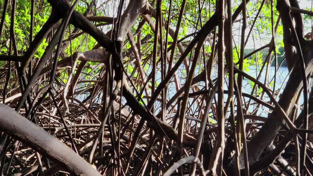 Dense tropical wetland vegetation showing complex prop roots of mangrove trees in Northeast Brazil.