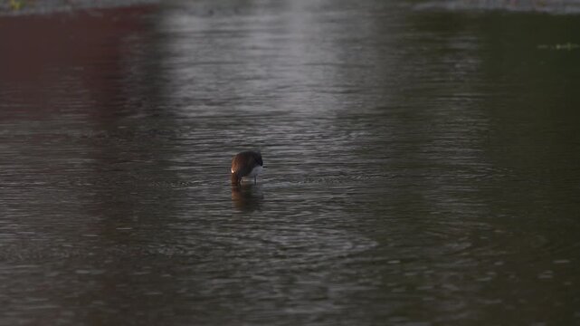 A green sandpiper (Tringa ochropus) foraging in shallow water in the evening