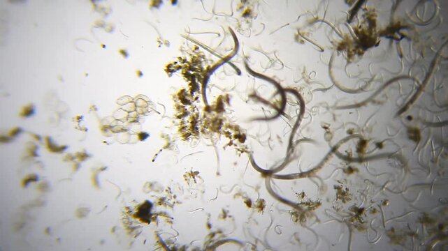 Panoramic micro view of a massive swarm of nematode worms intertwined in a water drop under 40x brightfield