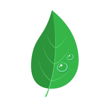 Green leaf with fresh dew drops