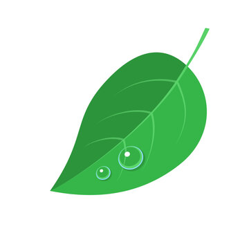 Green leaf with dew drops flat graphic
