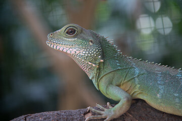 Fototapeta premium Chinese Water Dragon close up on a branch