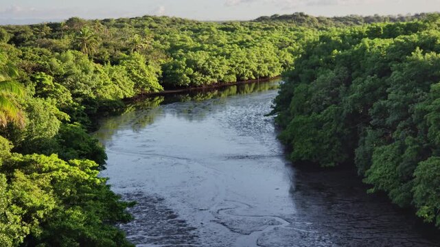 Aerial View of a Mangrove River Estuary at Low Tide. Mundau, Brazil