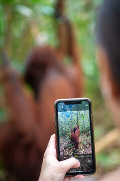 Tourist uses a smartphone to photograph a wild orangutan in the Borneo rainforest