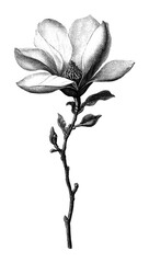 Obraz premium PNG Vintage magnolia flower illustration in black and white.
