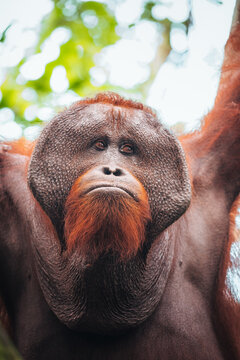 Portrait of an adult male Bornean orangutan looking up in the rainforests of Borneo