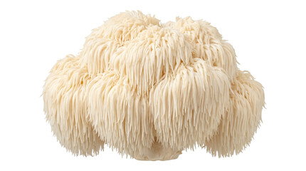 Lion mane mushroom head isolated on transparent background high detail edible fungi for healthy eating habits. © Png ProTeam
