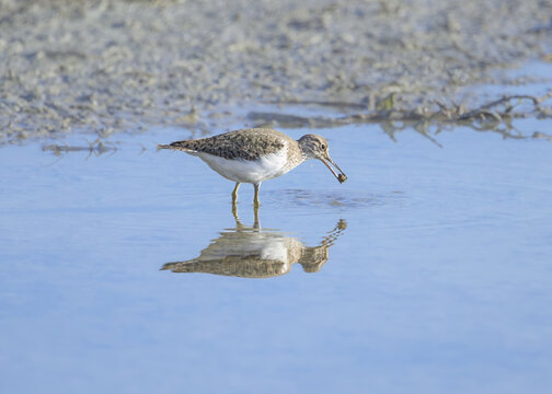 Common sandpiper, Actitis hypoleucos, the wading bird forages in water and picking up small food in its beak, Albufereta, Mallorca, Spain