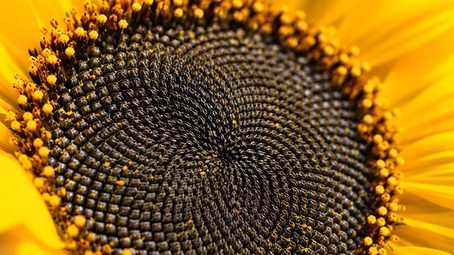 Hypnotic macro pattern nature photograph of a bright yellow sunflower showing the spiral golden ratio seeds. This detailed graphic is suitable for education and organic packaging.