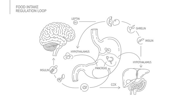 Diagram of the food intake regulation loop involving hormones.