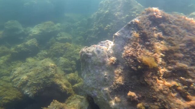 Sea bream swimming near a rock formation covered in green algae on the seabed, illuminated by natural sunlight filtering through the ocean water
