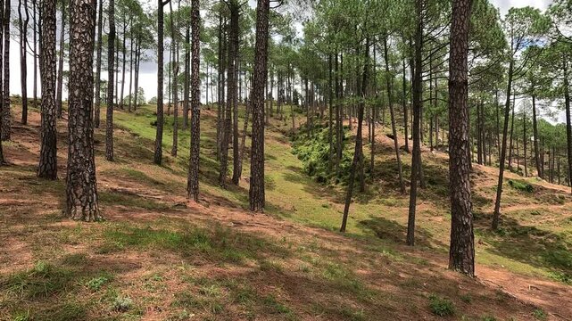 A beautiful wide shot of a dense pine forest (Chir Pine) growing on a grassy mountain slope in the Himalayan foothills of Uttarakhand, India.
