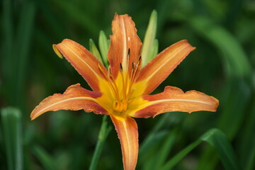 Braunrote Taglilie (Hemerocallis fulva) 2099246887 © manuela_merl