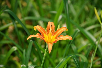 Braunrote Taglilie (Hemerocallis fulva) 2099246891  © manuela_merl
