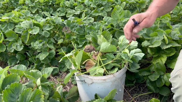 Gardener removing old strawberry leaves to prepare plants for autumn. Perfect for farming videos, gardening blogs, seasonal guides, and educational content.