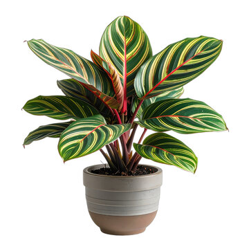 A potted Calathea Ornata plant with striking green and pink striped leaves.