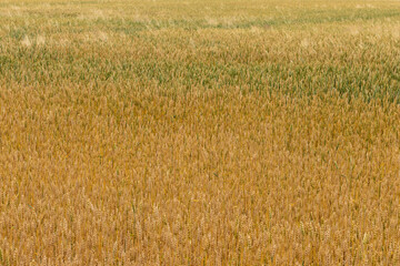 Fototapeta premium A full frame view of an agricultural field of wheat crop. The natural plant texture provides a rural background and copy space