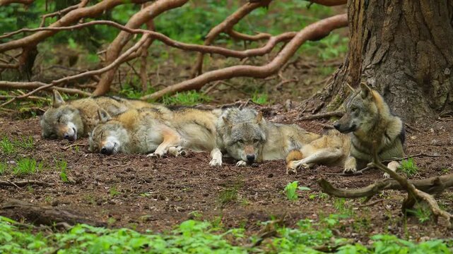 Rudel liegt am Boden im Wald, (Canis Lupus), Deutschland