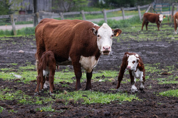 Hereford cow with two young calves on a muddy pasture field © Annette Buchkowski
