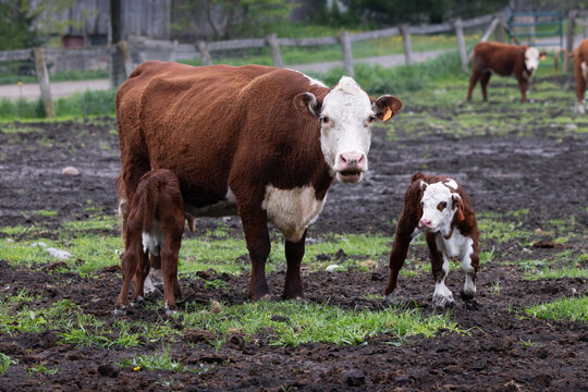 Hereford cow with two young calves on a muddy pasture field