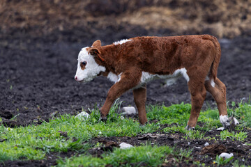Side view Hereford calf walking on spring pasture grass  © Annette Buchkowski