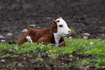 Newborn Hereford calf resting on green spring pasture © Annette Buchkowski