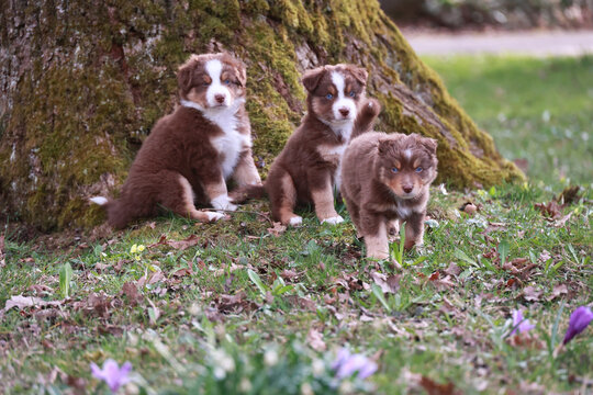 Three puppies are sitting on the grass next to a tree